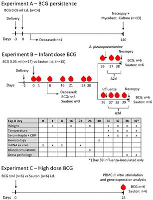 Immunogenicity of Bacillus Calmette-Guérin in pigs: potential as a translational model of non-specific effects of BCG